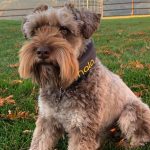 Halo Dog Collar
